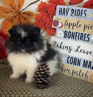 AKC Daisy, a female Pomeranian for sale in Byron, GA – 4 of 9