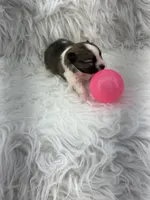 ALC Lucy, a female Pomeranian for sale in Byron, GA – 3 of 8
