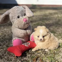 AKC Zoe, a female Pomeranian for sale in Byron, GA – Photo 10 of 10