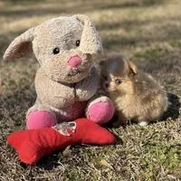 AKC Zoe, a female Pomeranian for sale in Byron, GA – Photo 9 of 10