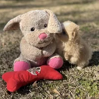 AKC Zoe, a female Pomeranian for sale in Byron, GA – Photo 7 of 10