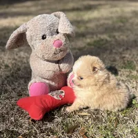 AKC Zoe, a female Pomeranian for sale in Byron, GA – Photo 8 of 10