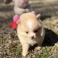 AKC Zoe, a female Pomeranian for sale in Byron, GA – Photo 5 of 10