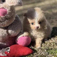 AKC Zoe, a female Pomeranian for sale in Byron, GA – Photo 6 of 10