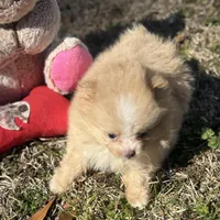 AKC Zoe, a female Pomeranian for sale in Byron, GA – Photo 3 of 10