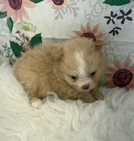 processed/eb909a69-04fa-48a4-8bbc-a5d514f33234/listing/86c38085-50b7-429f-b1ba-1ef7ca5924ab/c32f920d-aa01-4b82-b097-8a645ee27176