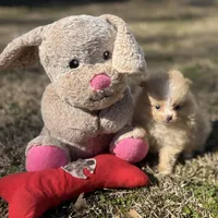 AKC Zoe, a female Pomeranian for sale in Byron, GA – Photo 4 of 10