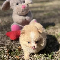 AKC Zoe, a female Pomeranian for sale in Byron, GA – Photo 2 of 10