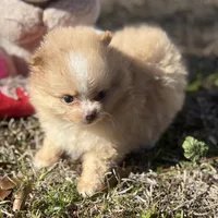 AKC Zoe, a female Pomeranian for sale in Byron, GA – Photo 1 of 10