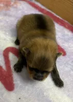 AKC Sydney, a male Pomeranian for sale in Byron, GA – 4 of 4