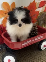 AKC Max, a male Pomeranian for sale in Byron, GA – 4 of 7