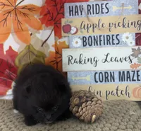 AKC Cole, a male Pomeranian for sale in Byron, GA – 8 of 10