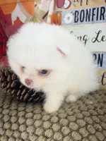 AKC Aaron, a male Pomeranian for sale in Byron, GA – 8 of 8