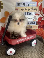 AKC Finn, a male Pomeranian for sale in Byron, GA – 7 of 7
