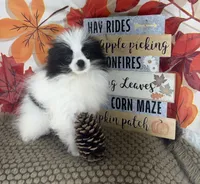 AKC Max, a male Pomeranian for sale in Byron, GA – 5 of 9
