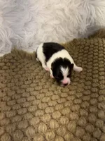 AKC Chase, a male Pomeranian for sale in Byron, GA – Photo 2 of 4