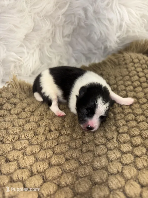 AKC Chase – Pomeranian puppy for sale in Byron, GA