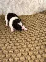 AKC Chase, a male Pomeranian for sale in Byron, GA – Photo 4 of 4