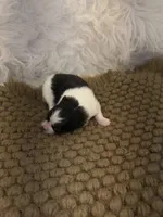 AKC Chase, a male Pomeranian for sale in Byron, GA – Photo 3 of 4