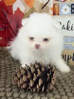 AKC Aaron, a male Pomeranian for sale in Byron, GA – 6 of 8