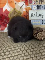 AKC Cole, a male Pomeranian for sale in Byron, GA – 4 of 10