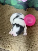 AKC Sunny, a female Pomeranian for sale in Byron, GA – Photo 7 of 7