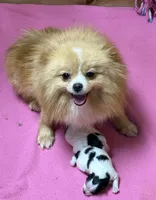 AKC Sunny, a female Pomeranian for sale in Byron, GA – Photo 4 of 7