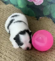 AKC Sunny, a female Pomeranian for sale in Byron, GA – Photo 2 of 7