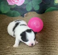 AKC Sunny, a female Pomeranian for sale in Byron, GA – Photo 6 of 7