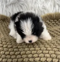 AKC Jackson, a male Pomeranian for sale in Byron, GA – 6 of 8