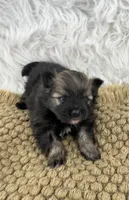 CKC Cooper, a male Pomeranian for sale in Byron, GA – Photo 5 of 6