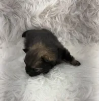 CKC Cooper, a male Pomeranian for sale in Byron, GA – Photo 4 of 6