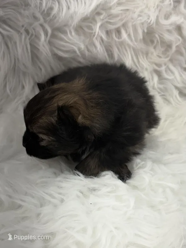 CKC Cooper – Pomeranian puppy for sale in Byron, GA