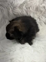 CKC Cooper, a male Pomeranian for sale in Byron, GA – Photo 1 of 6