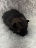 CKC Cooper, a male Pomeranian for sale in Byron, GA – Photo 2 of 6