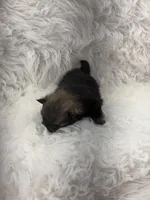 CKC Cooper, a male Pomeranian for sale in Byron, GA – Photo 6 of 6