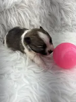 ALC Lucy, a female Pomeranian for sale in Byron, GA – 2 of 8