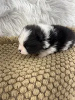 AKC Jackson, a male Pomeranian for sale in Byron, GA – 7 of 8