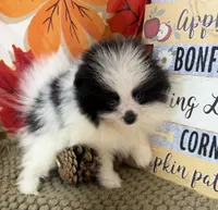 AKC Max, a male Pomeranian for sale in Byron, GA – 3 of 7
