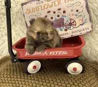 AKC Gabe, a male Pomeranian for sale in Byron, GA – 3 of 9