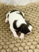 AKC Sophie, a female Pomeranian for sale in Byron, GA – Photo 2 of 4