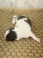 AKC Sophie, a female Pomeranian for sale in Byron, GA – Photo 4 of 4