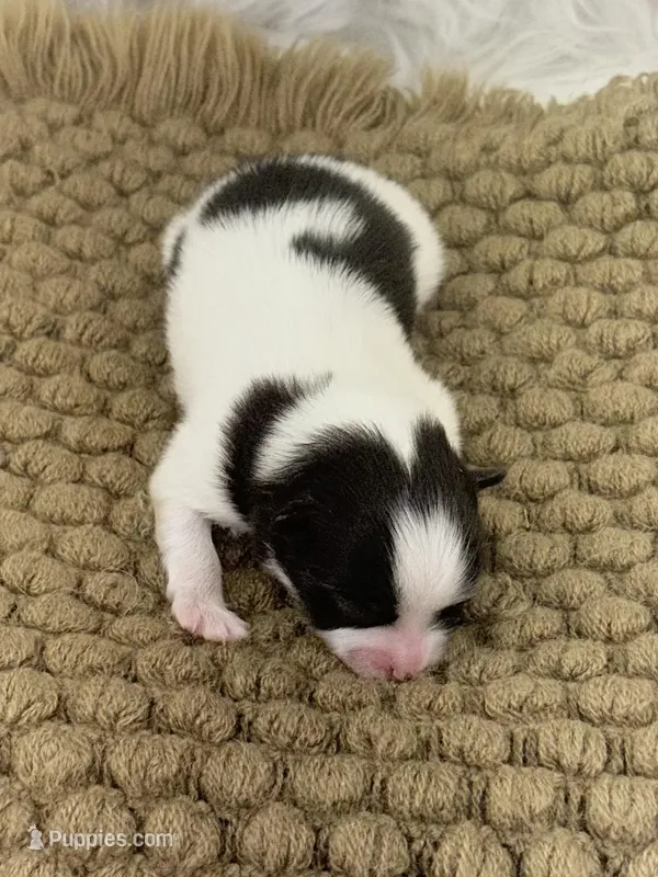 AKC Sophie – Pomeranian puppy for sale in Byron, GA