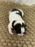 AKC Sophie, a female Pomeranian for sale in Byron, GA – Photo 1 of 4