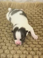 AKC Sophie, a female Pomeranian for sale in Byron, GA – Photo 3 of 4