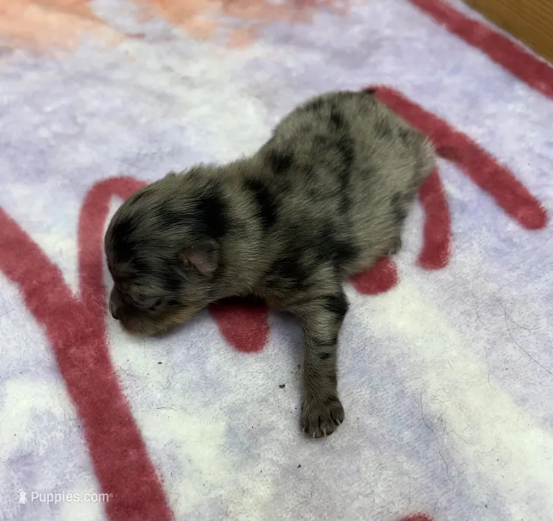 AKC Sprinkles – Pomeranian puppy for sale in Byron, GA