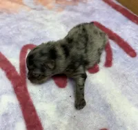 AKC Sprinkles, a female Pomeranian for sale in Byron, GA – 1 of 4