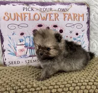 AKC Gabe, a male Pomeranian for sale in Byron, GA – 7 of 9