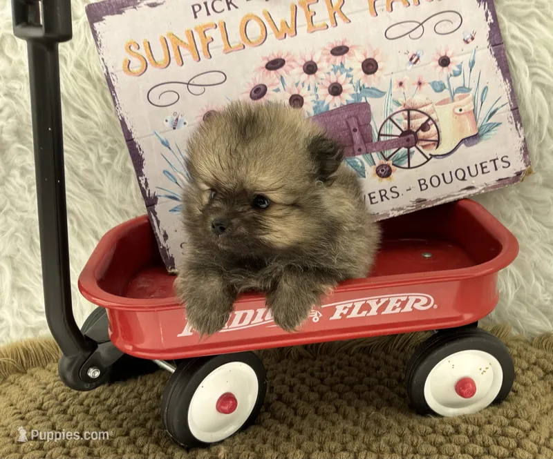 AKC Gabe – Pomeranian puppy for sale in Byron, GA