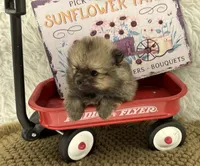 AKC Gabe, a male Pomeranian for sale in Byron, GA – 1 of 9